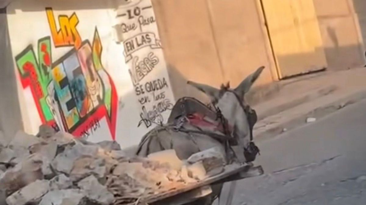 Burro bajo altas temperaturas casi se desploma en Riohacha.
