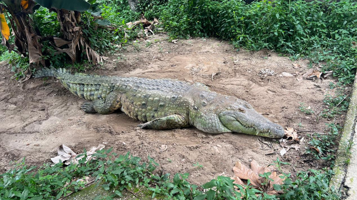 Cocodrilo Llanero