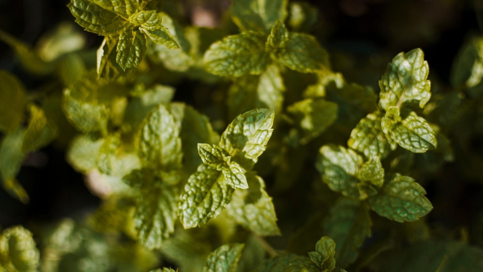La menta suele ubicarse en cocinas y balcones por su aroma y fácil mantenimiento.