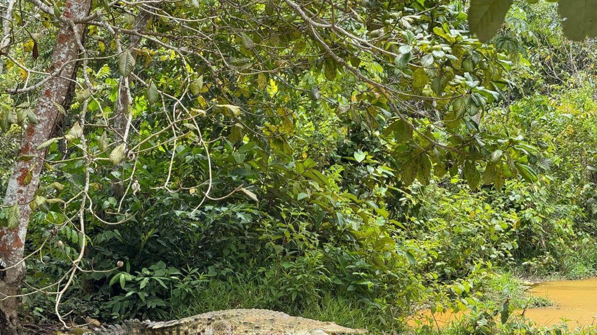 Especie en peligro crítico de extinción , Caimán Llanero Meta