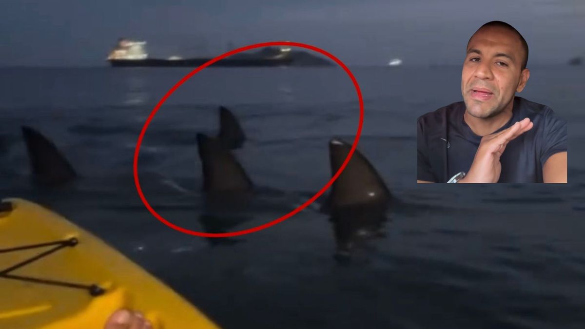 Video de supuestos tiburones en Santa Marta