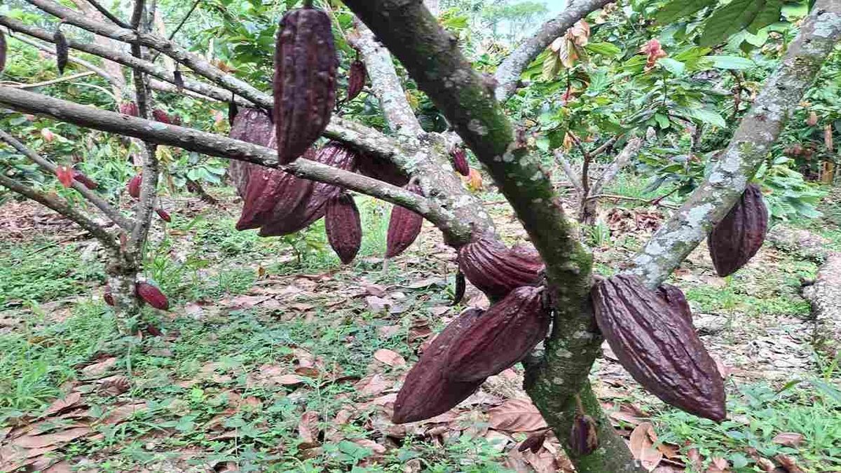 Cacao de contrabando de en el Huila