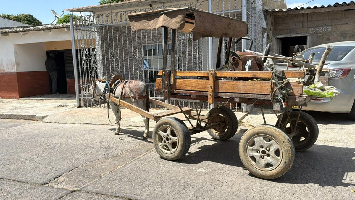 Burro Ismael de Riohacha tiene nuevo hogar