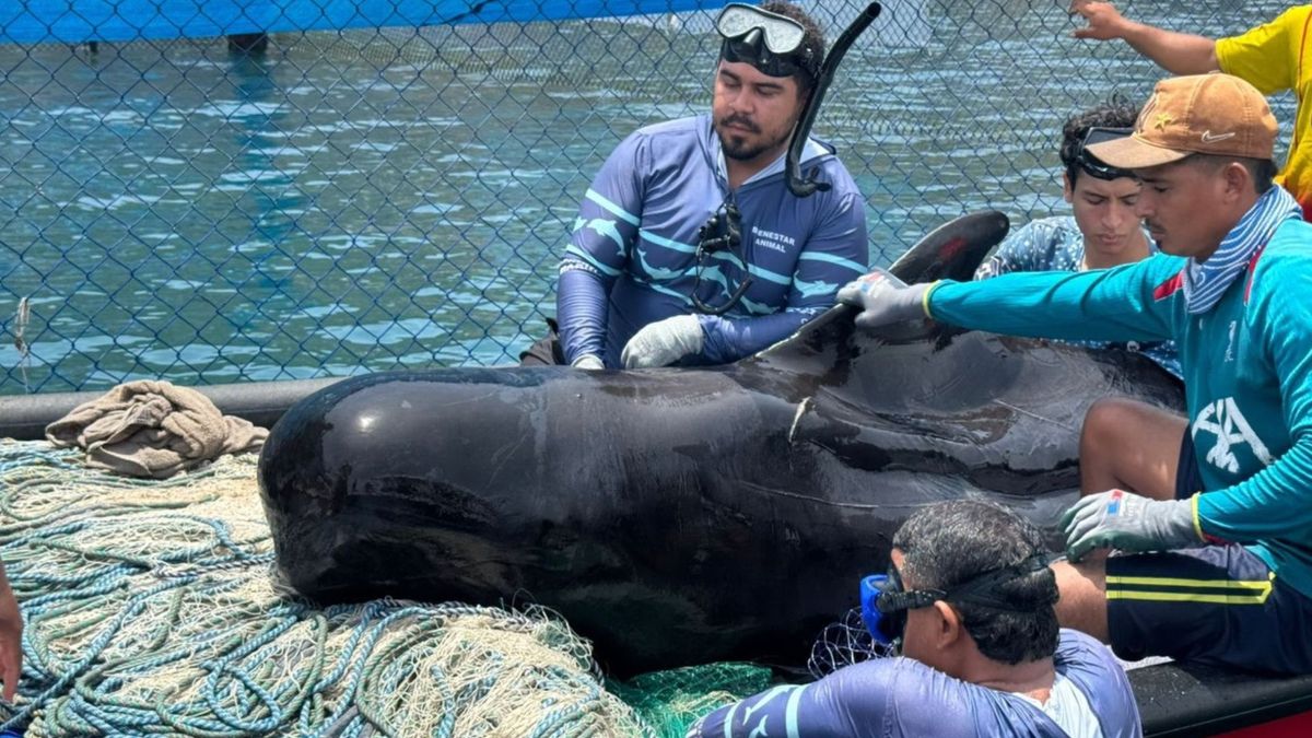 Cría delfín rescatado en Tasajera, Magdalena
