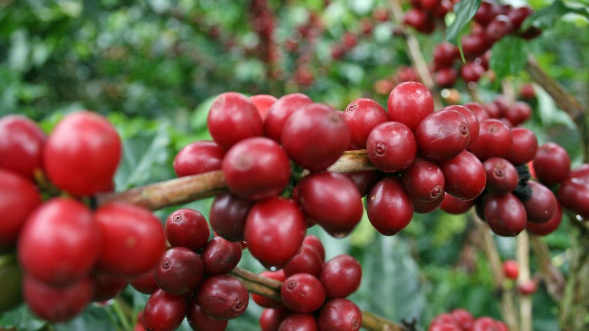 Cafeteros de Risaralda en alerta por bajos precios del grano y altos costos de producción