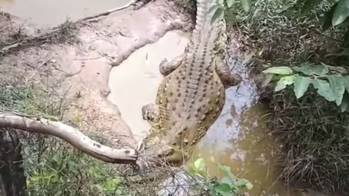 Caimanes llaneros sin alimentación en Meta