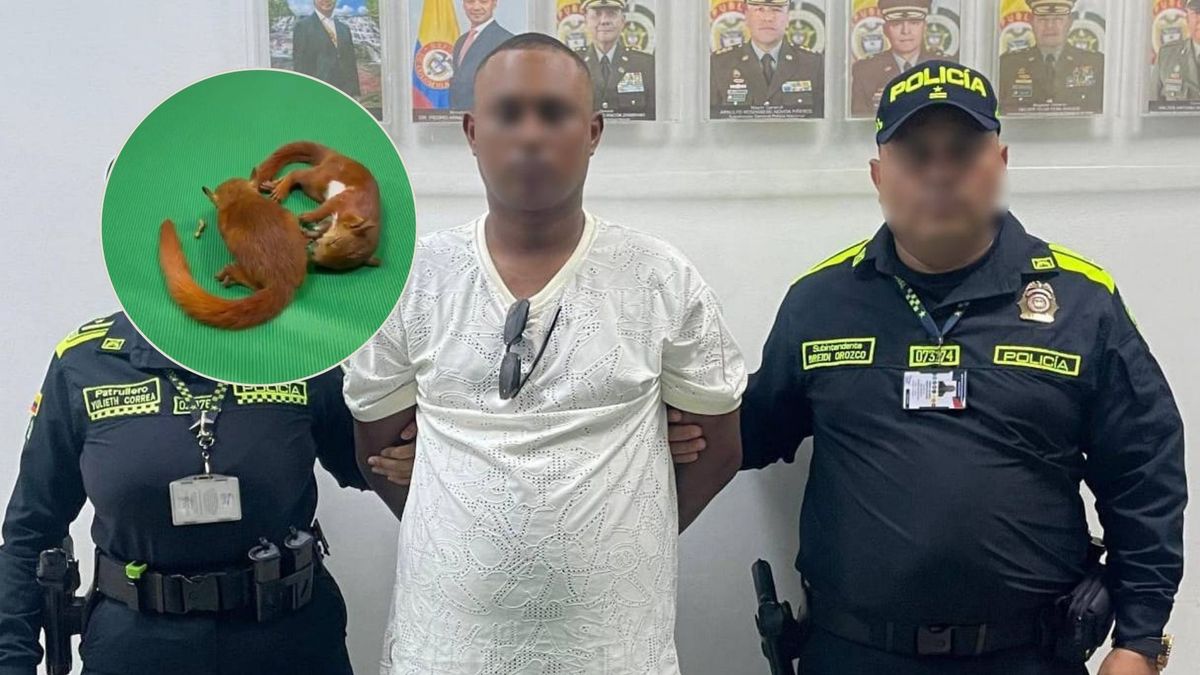 Hombre pretendía traficar ardillas drogadas ocultas en sus genitales desde Cartagena a República Dominicana