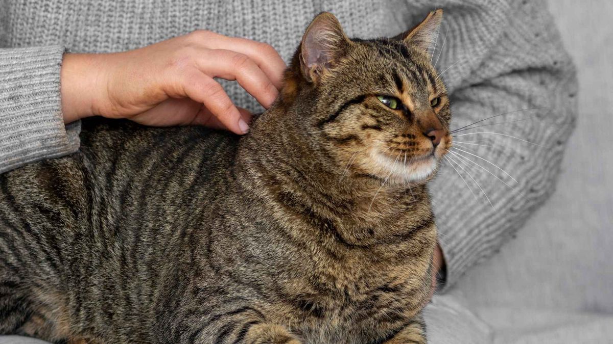 La interacción entre personas y gatos puede estimular la liberación de oxitocina, una hormona relacionada con los vínculos sociales.
