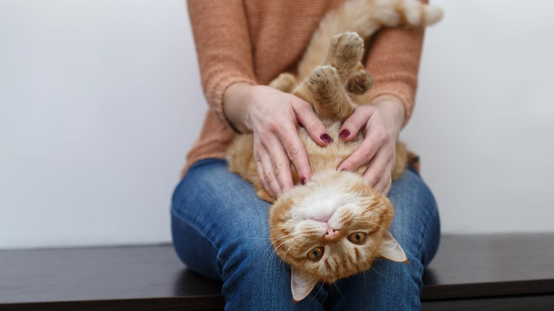 Los investigadores encontraron diferencias en la respuesta hormonal de los gatos según su estilo de apego hacia los humanos.