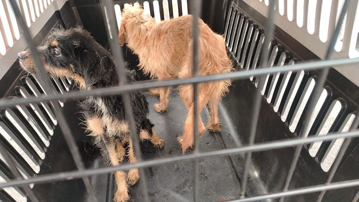 Ley Ángel en Cali por maltrato animal