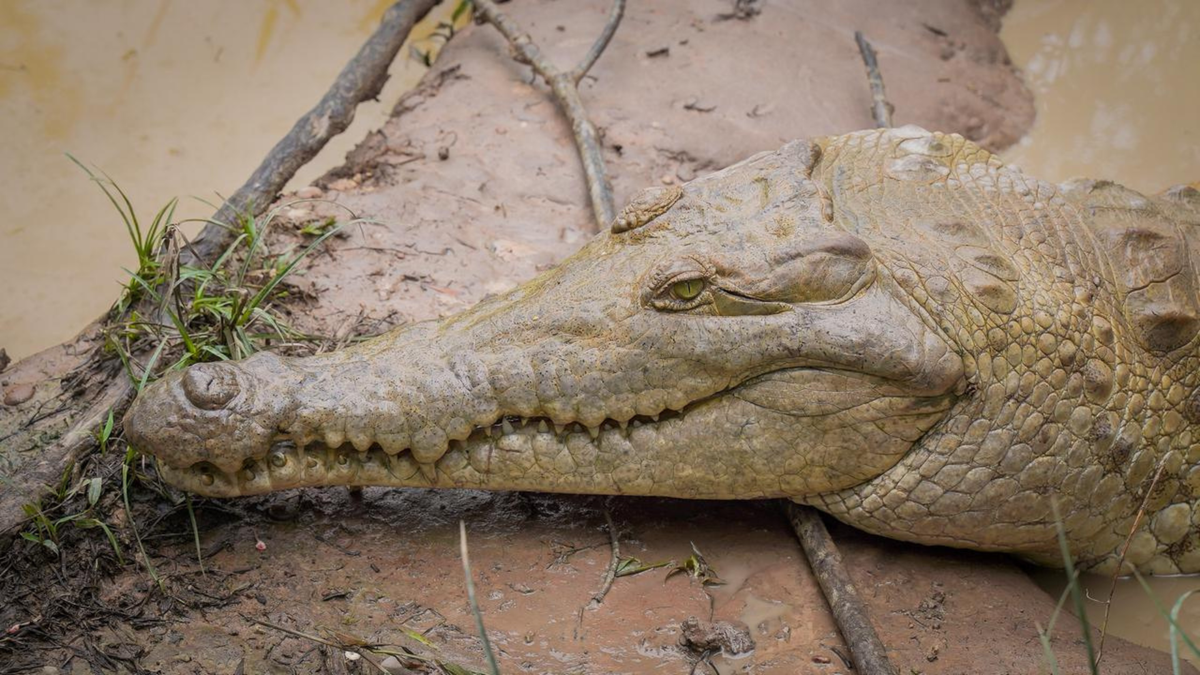 ¿Cuándo volverán a comer los 180 caimanes llaneros de Merecu