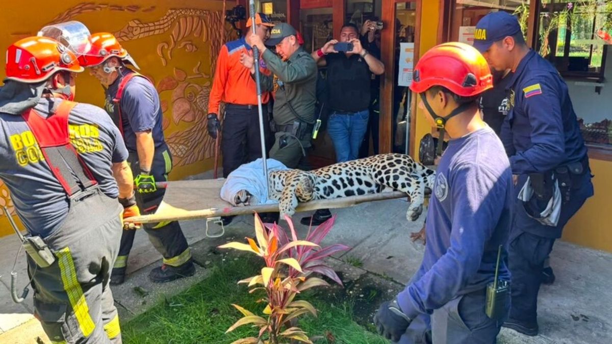 Jaguar escapó de sede de la Universidad Nacional en Amazonas