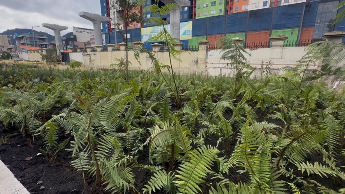 Plantación de cerca de 200 árboles y plantas en el Bronx Distrito Creativo