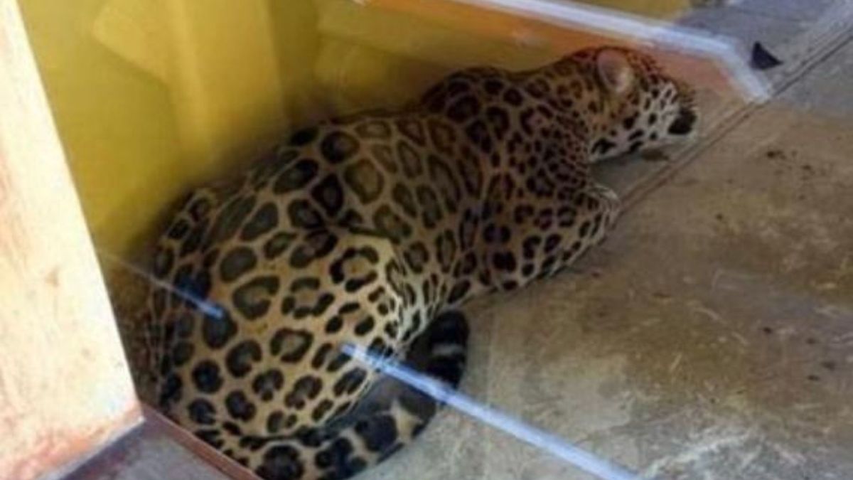 Jaguar encontrado en la UNAL Sede Amazonia