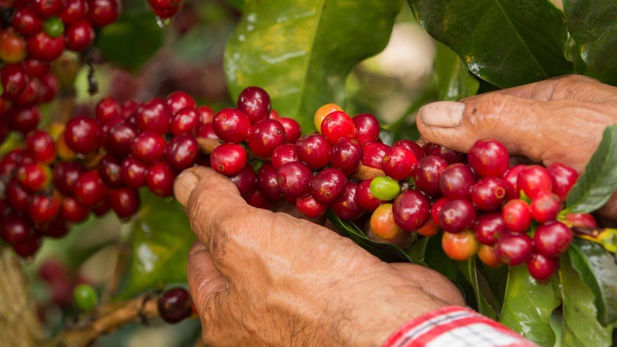 Cultivos de café en Caldas