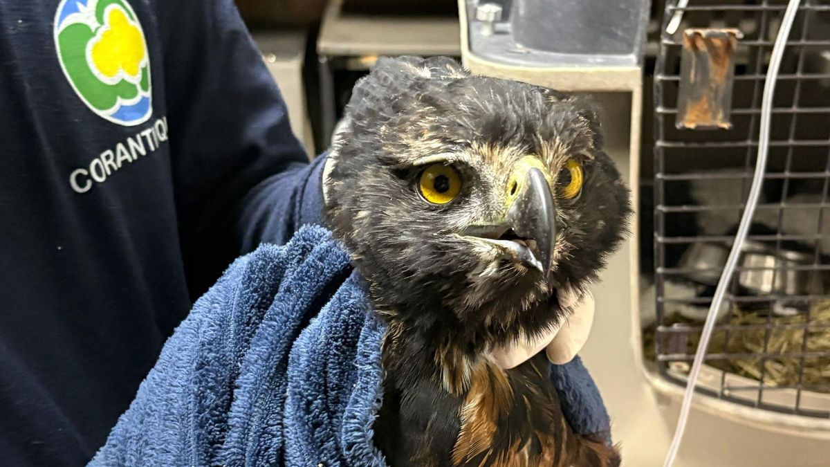 Águila Crestada