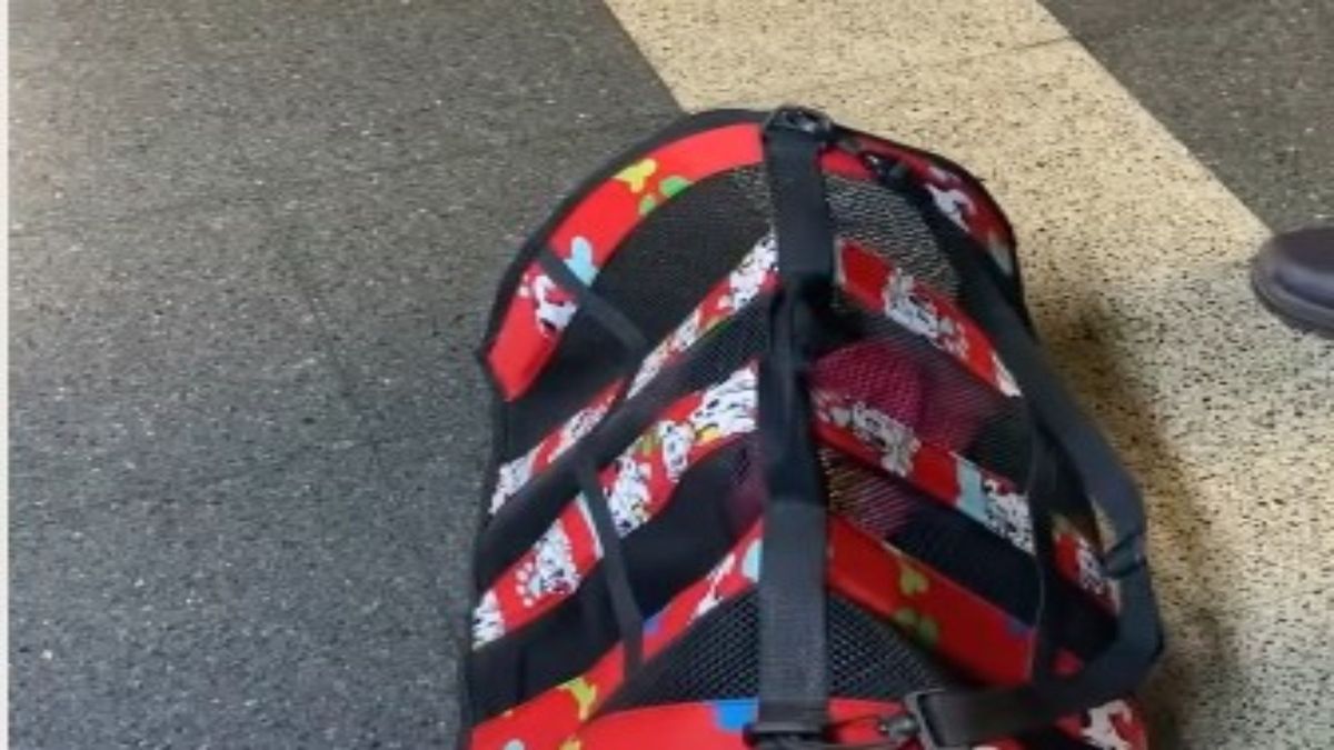 Canino en el Metro de Medellin