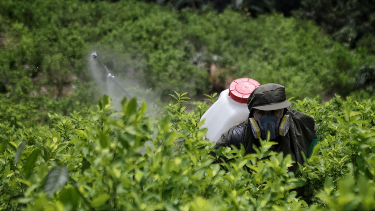 Colombia llegó a la cifra más alta de cultivos de coca en todo el siglo XXI, 261.000, un incremento del 3,5% frente al 2023.
