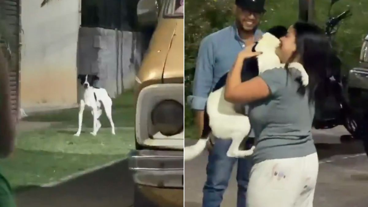 Mickey esperó a su dueña tras ser rescatado. El emotivo reencuentro quedó registrado en video y recorrió las redes sociales.