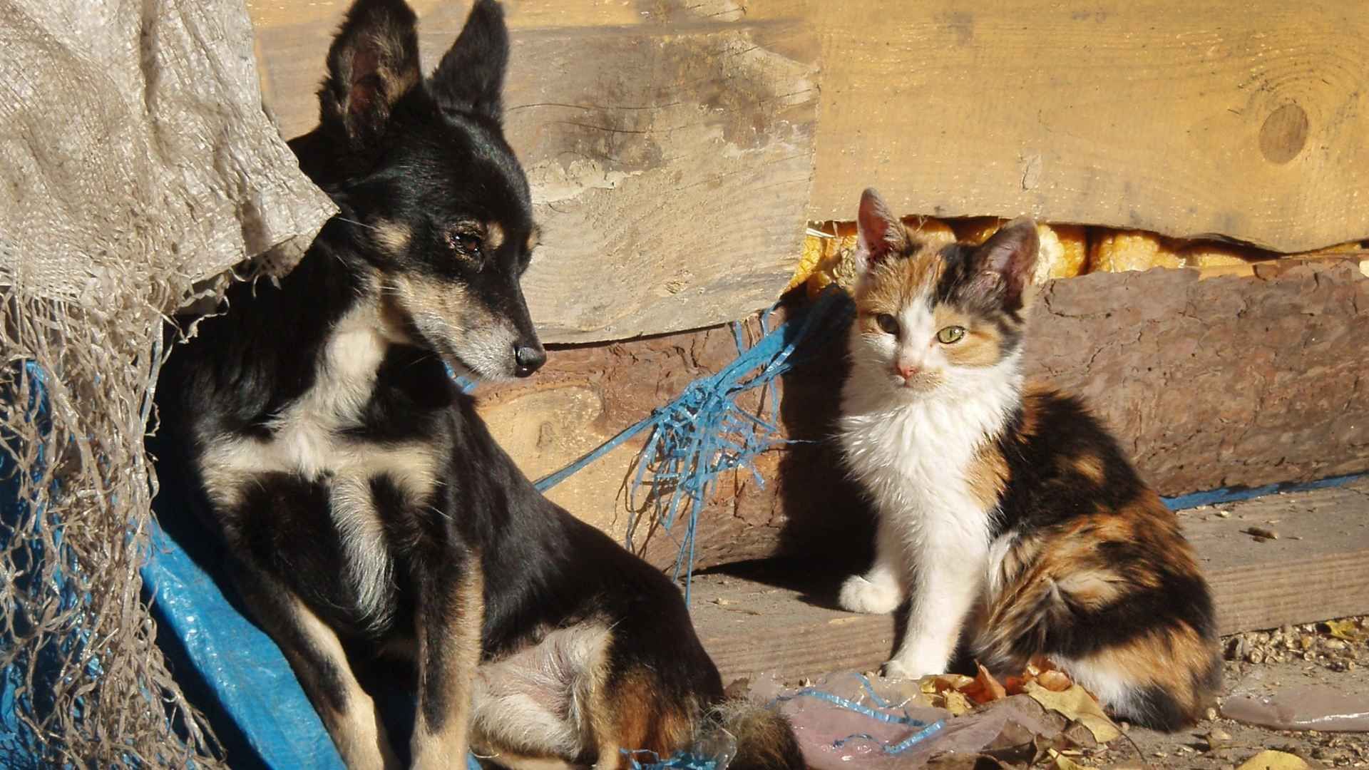La campaña 'Una Garra por Venezuela' continúa recibiendo donaciones de alimento, medicamentos veterinarios e insumos para animales afectados por el terremoto.