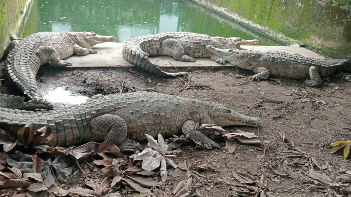 Caimán Llanero Villavicencio