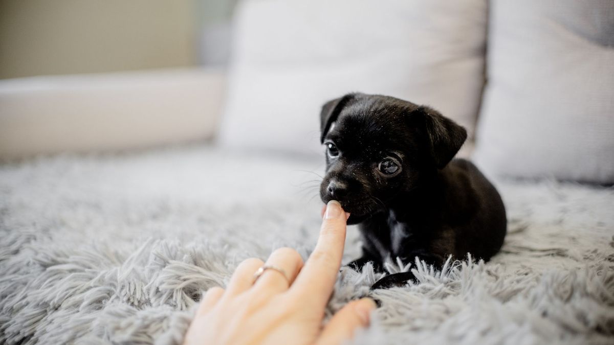 La vacunación y la desparasitación son parte de los cuidados recomendados durante los primeros meses de vida de un cachorro.