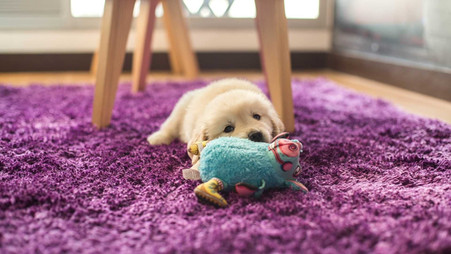 Preparar un espacio seguro facilita la adaptación de un cachorro a su nuevo hogar.