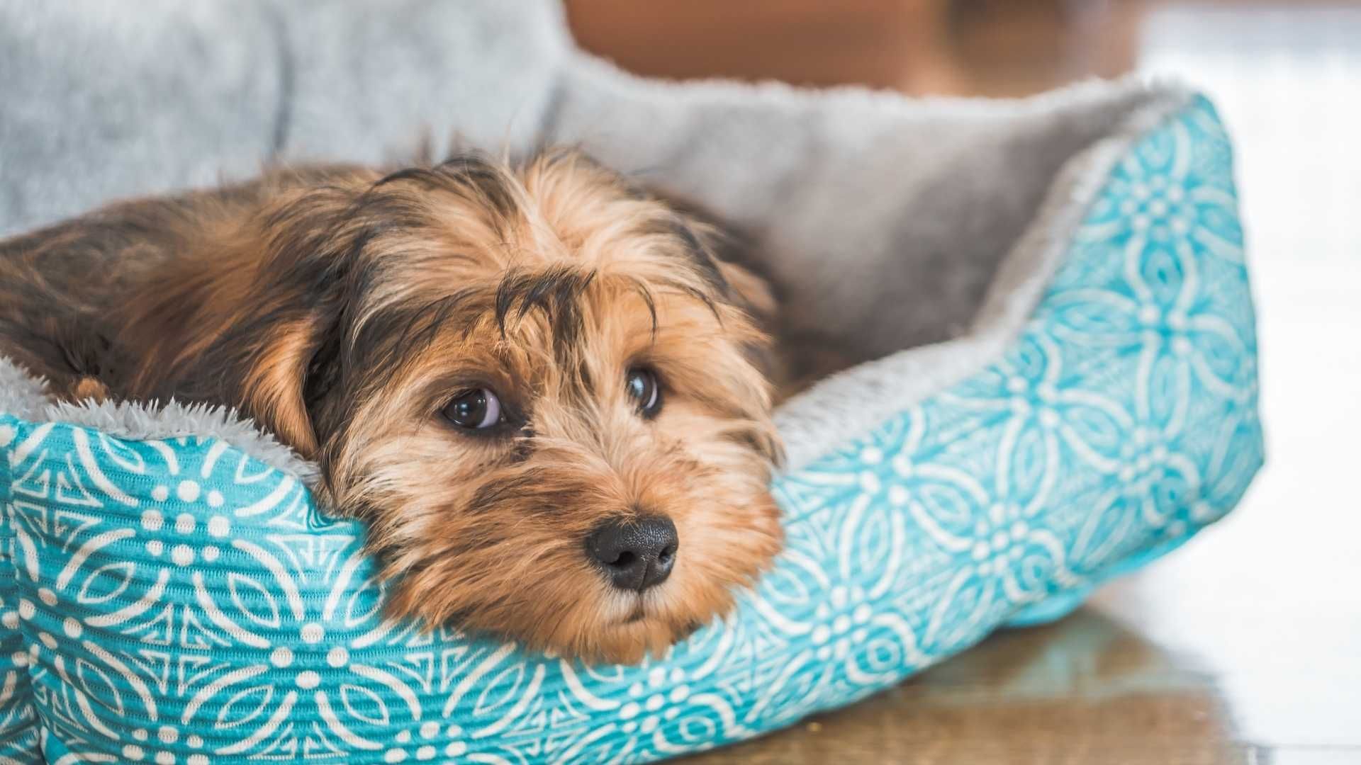 La alimentación, el entrenamiento y las visitas al veterinario contribuyen al desarrollo de un cachorro.