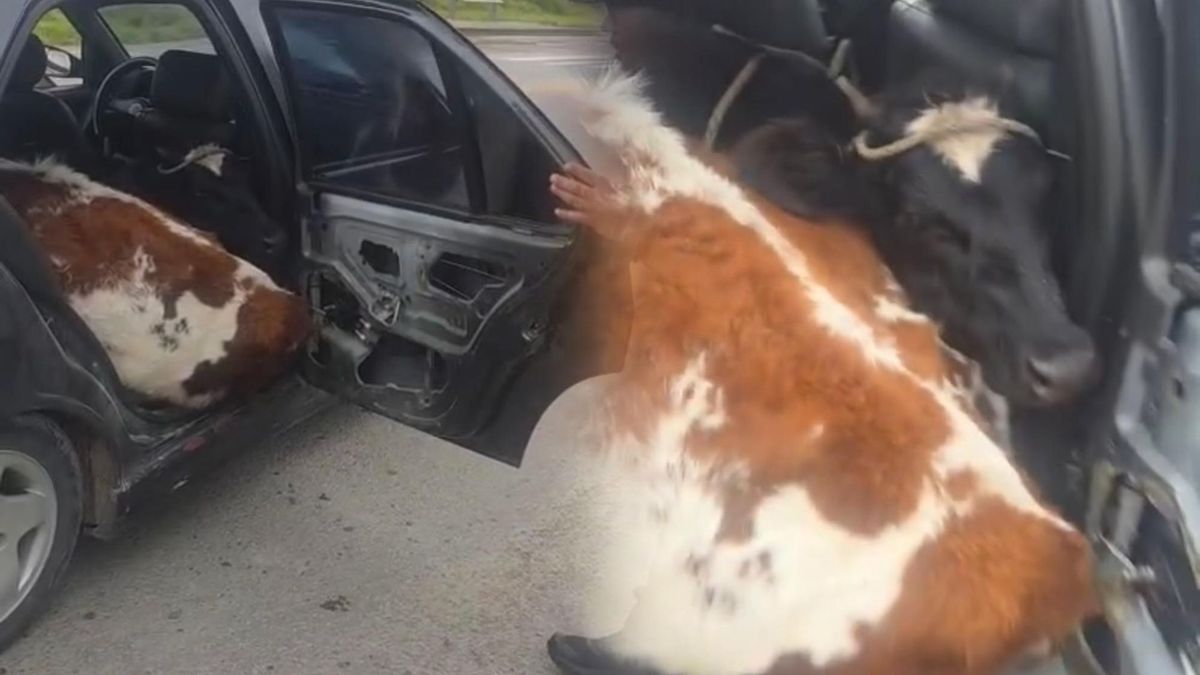 En Boyacá movilizaban terneros en un automóvil
