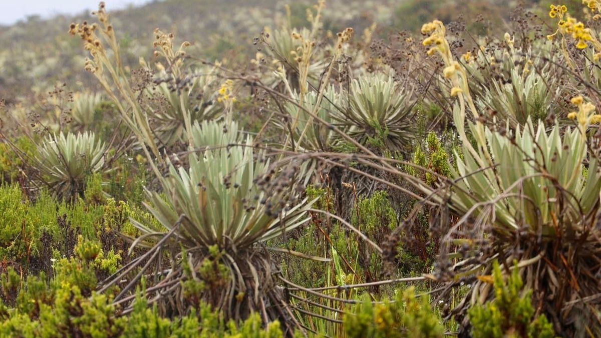 Frailejones en el Páramo de Sumapaz