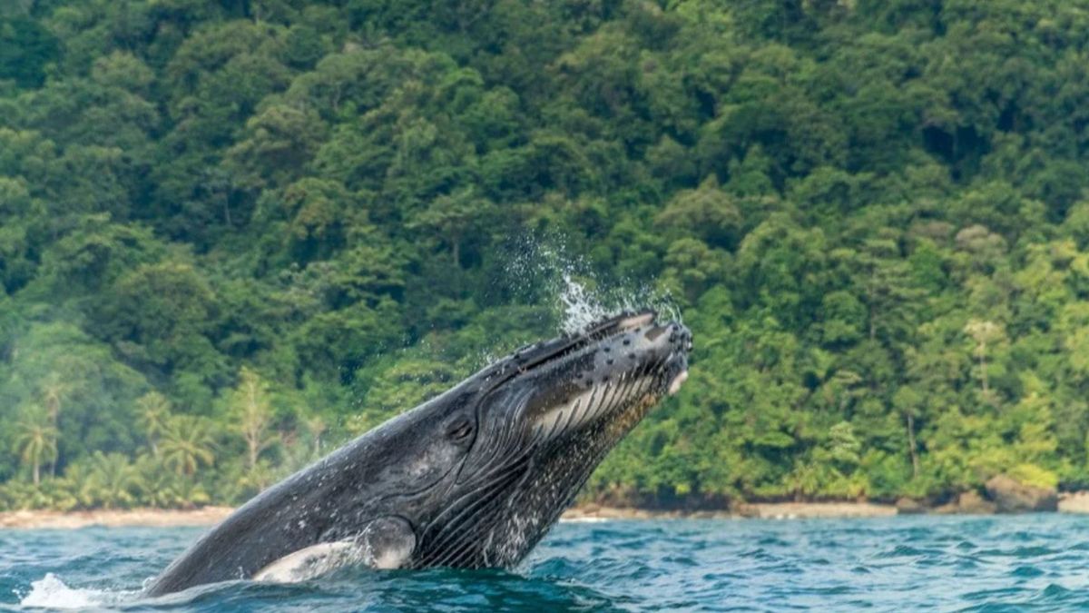 El avistamiento de ballenas es un espectáculo natural que deja una marca imborrable en quienes lo presencian.