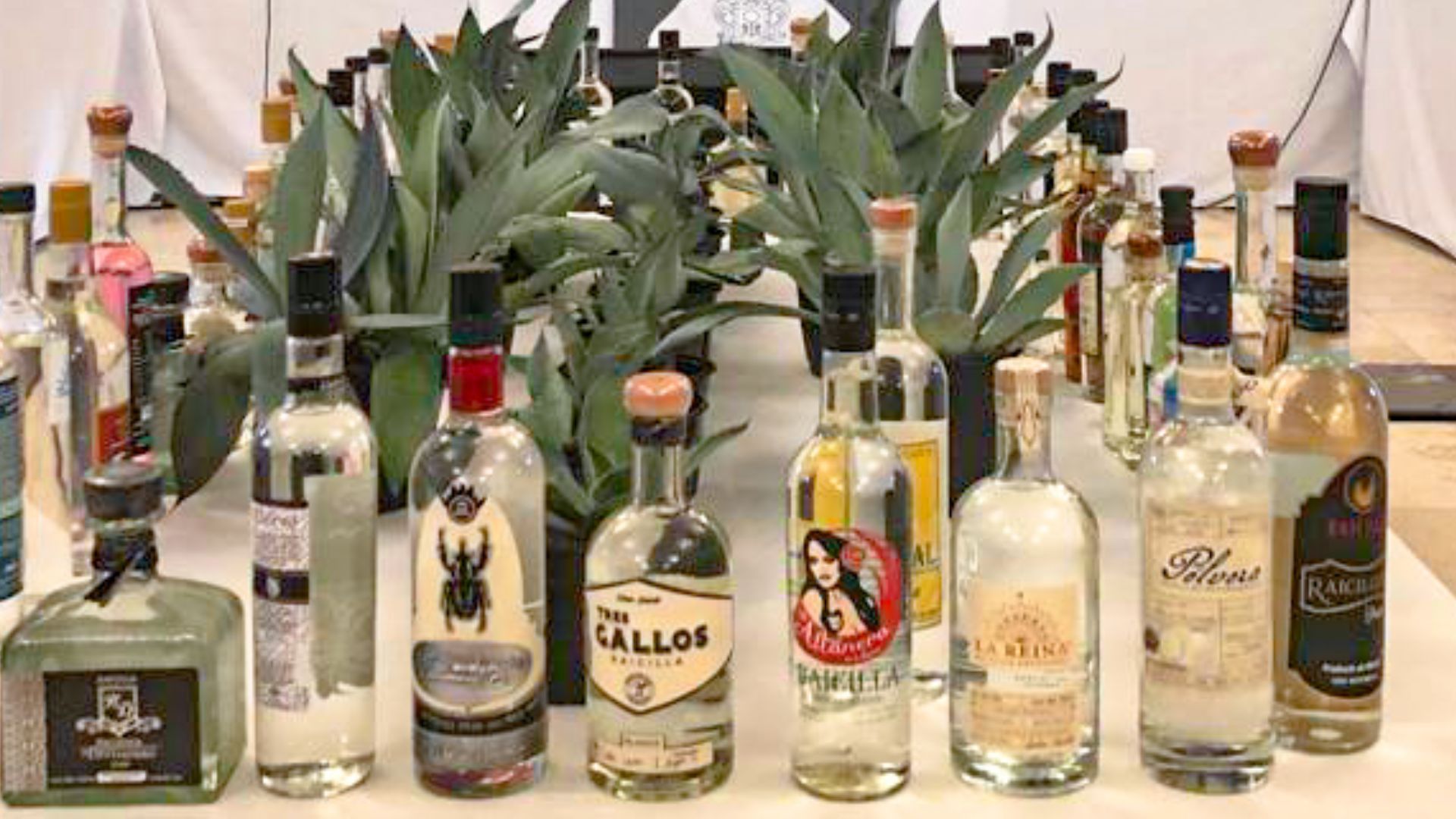 La raicilla se caracteriza por su sabor dulce, a diferencia del Tequila.