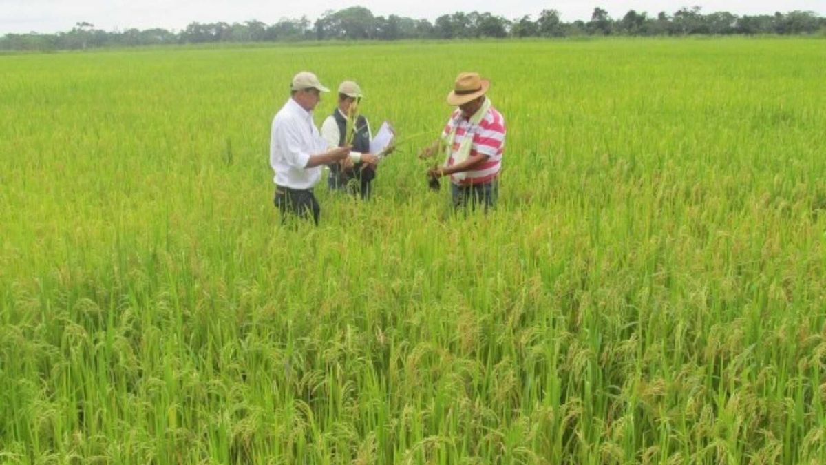 El líder arrocero Martín Vargas expresó que la incertidumbre sigue siendo el principal sentimiento entre los productores del departamento, quienes observan con preocupación el futuro del agro colombiano.