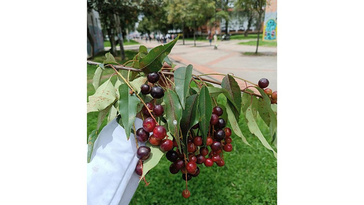 Un estudio de la UNAL alerta sobre especies vulnerables de árboles en Bogotá.