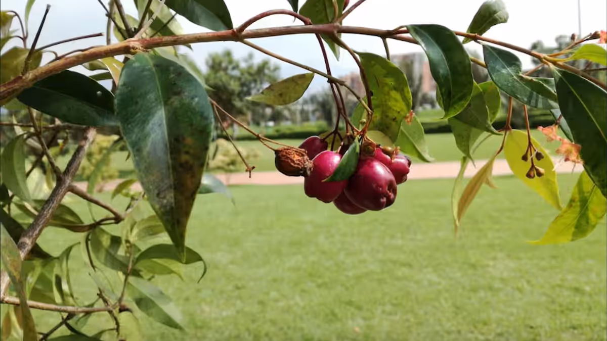 La Eugenia