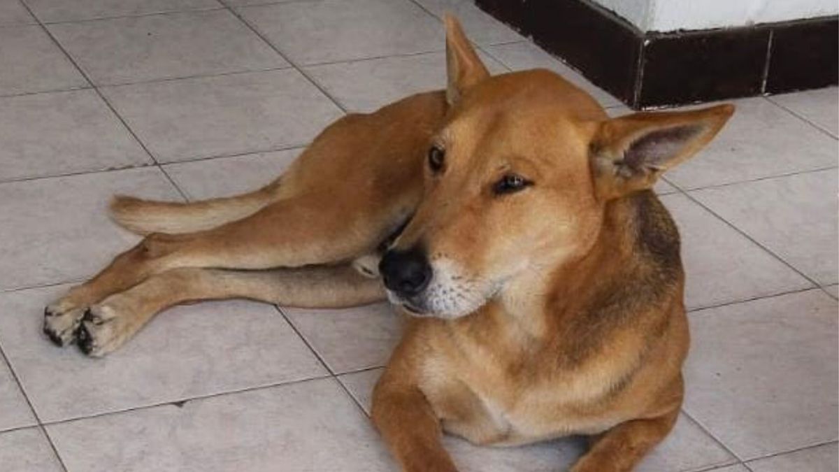 Tony, el perro que fue asesinado en Pereira