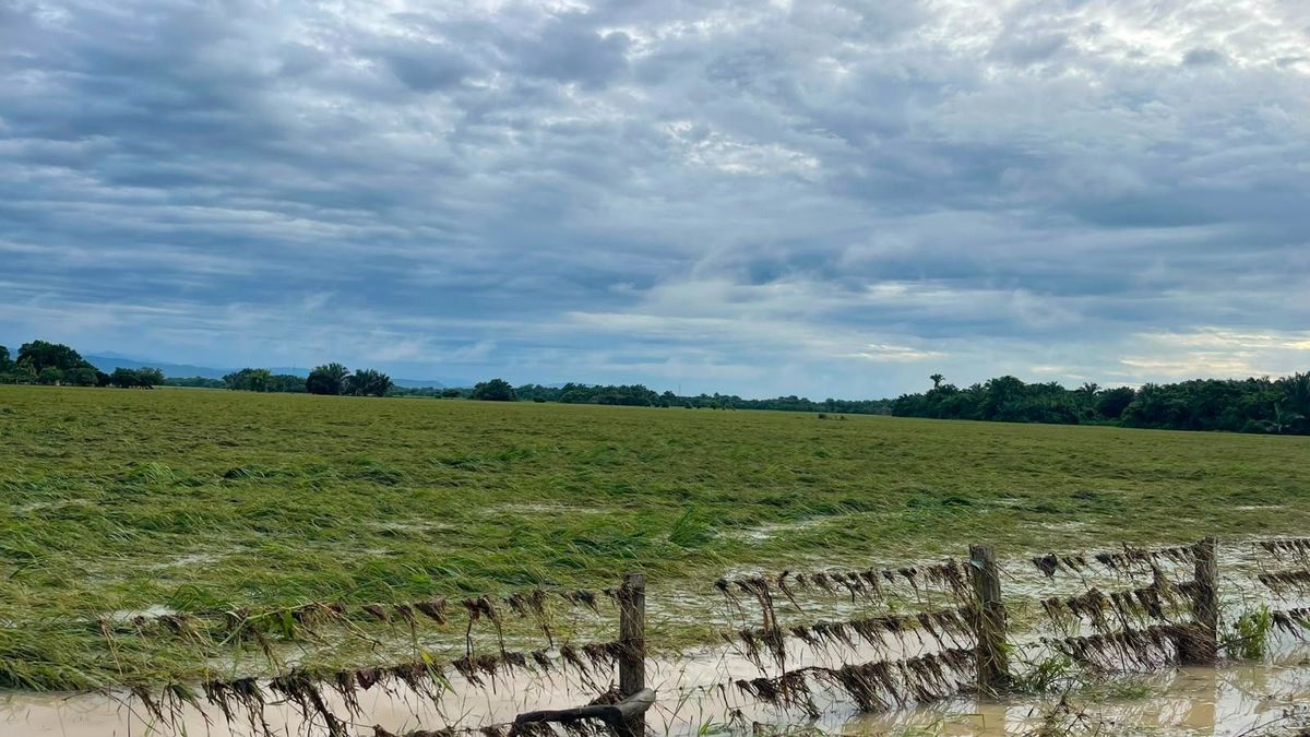 Fedearroz pide acción urgente del Gobierno ante inundaciones en Casanare y Arauca