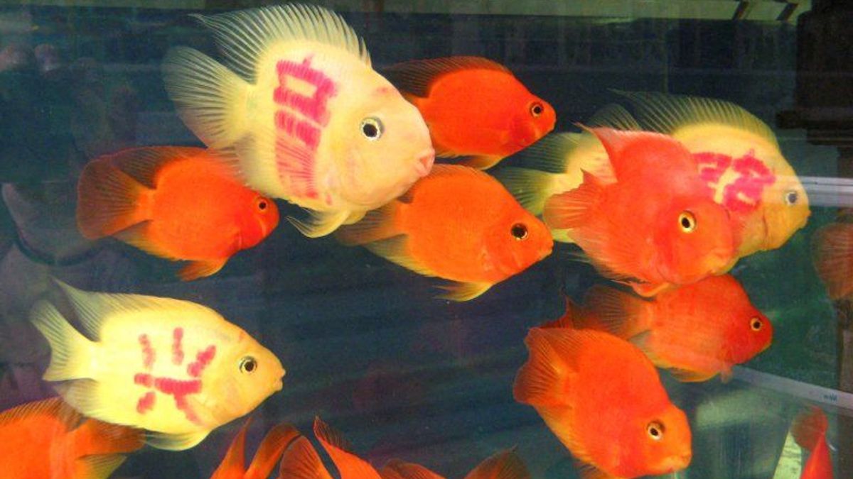 Peces dorados