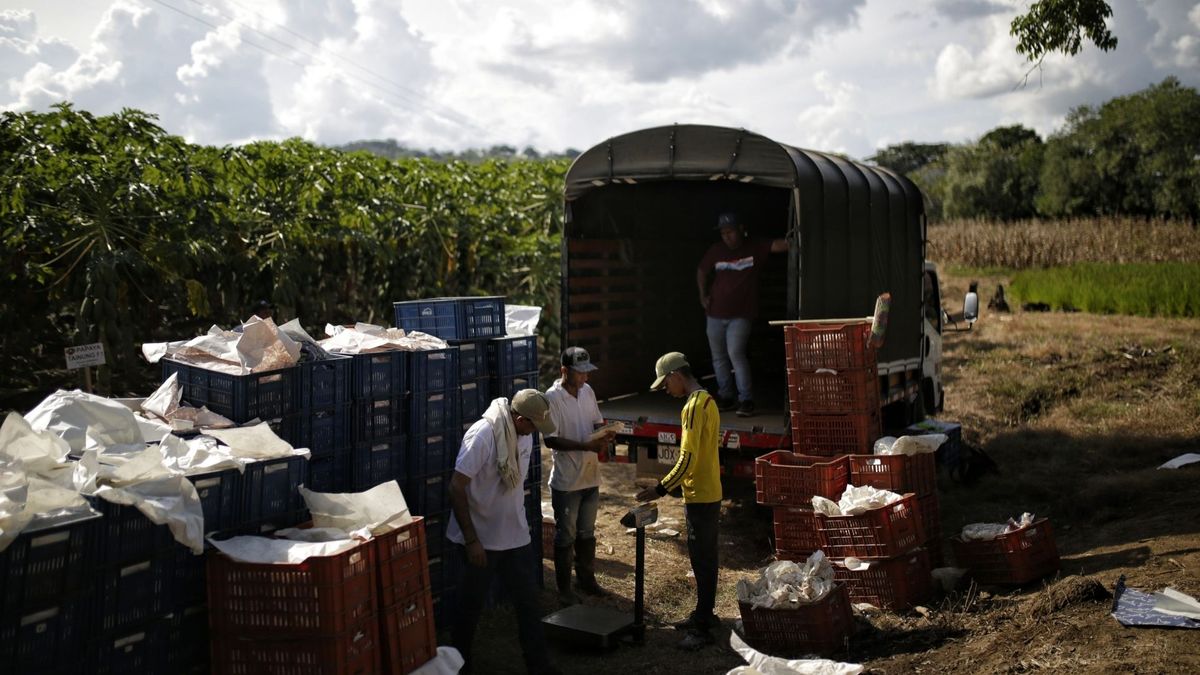 Habitantes del municipio de Valencia, Córdoba, pasan sus días trabajando en proyectos productivos creados por los Programas de Desarrollo con Enfoque Territorial, PDET.