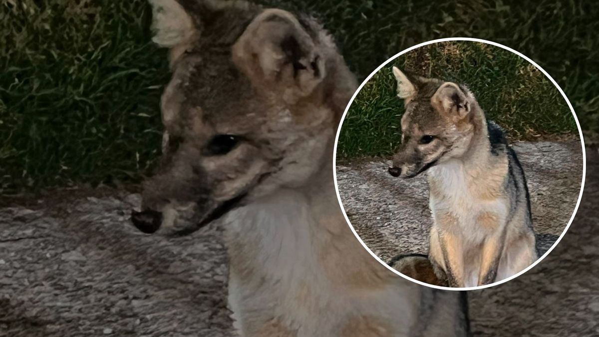 Manada de zorros es sorprendida deambulando por zonas del norte de Bogotá.