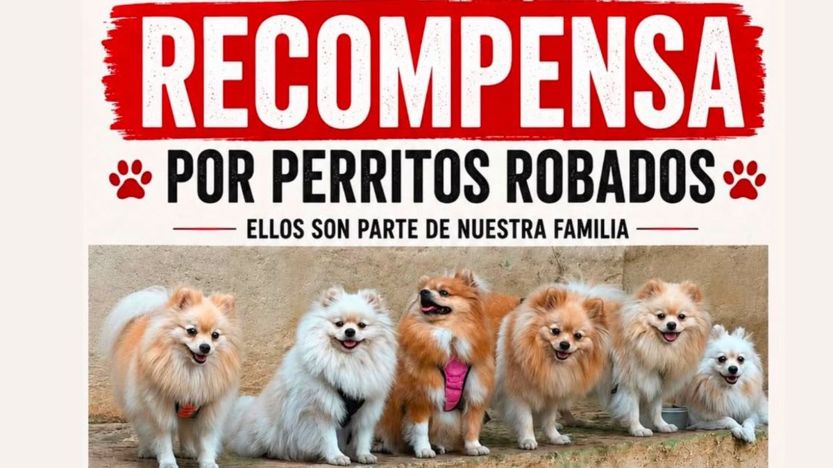 Los animales fueron robados por hombres armados en la vía hacia el corregimiento de Golondrinas.