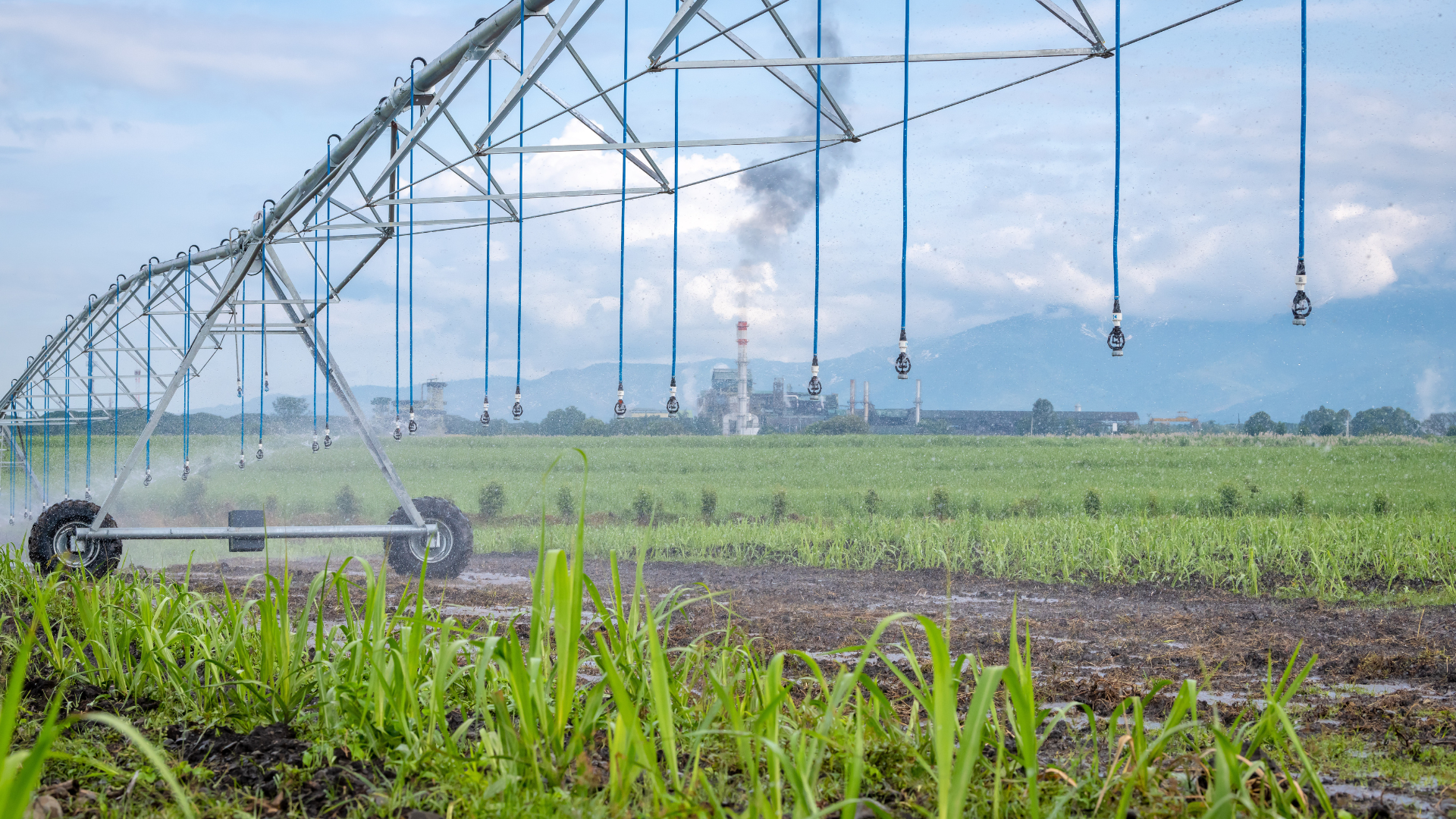 La agroindustria de la caña de azúcar podría verse afectada con el Fenómeno del Niño.