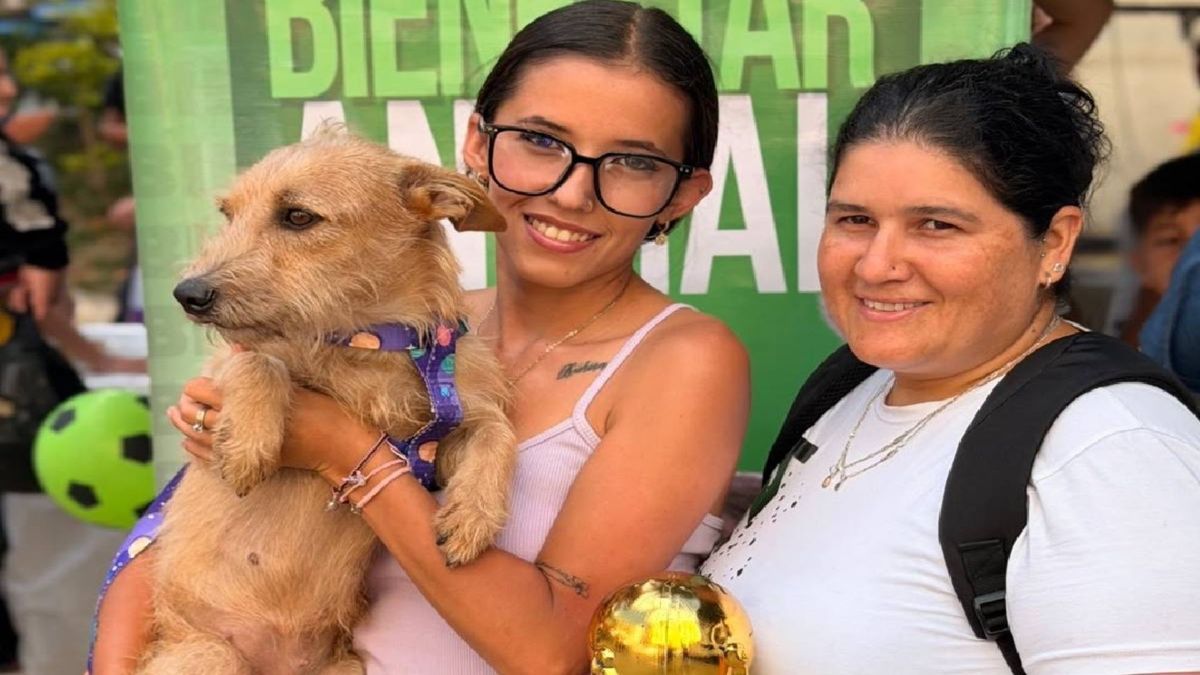 Perros vulnerables en Armenia fueron adoptados en medio del Mundial de Fútbol