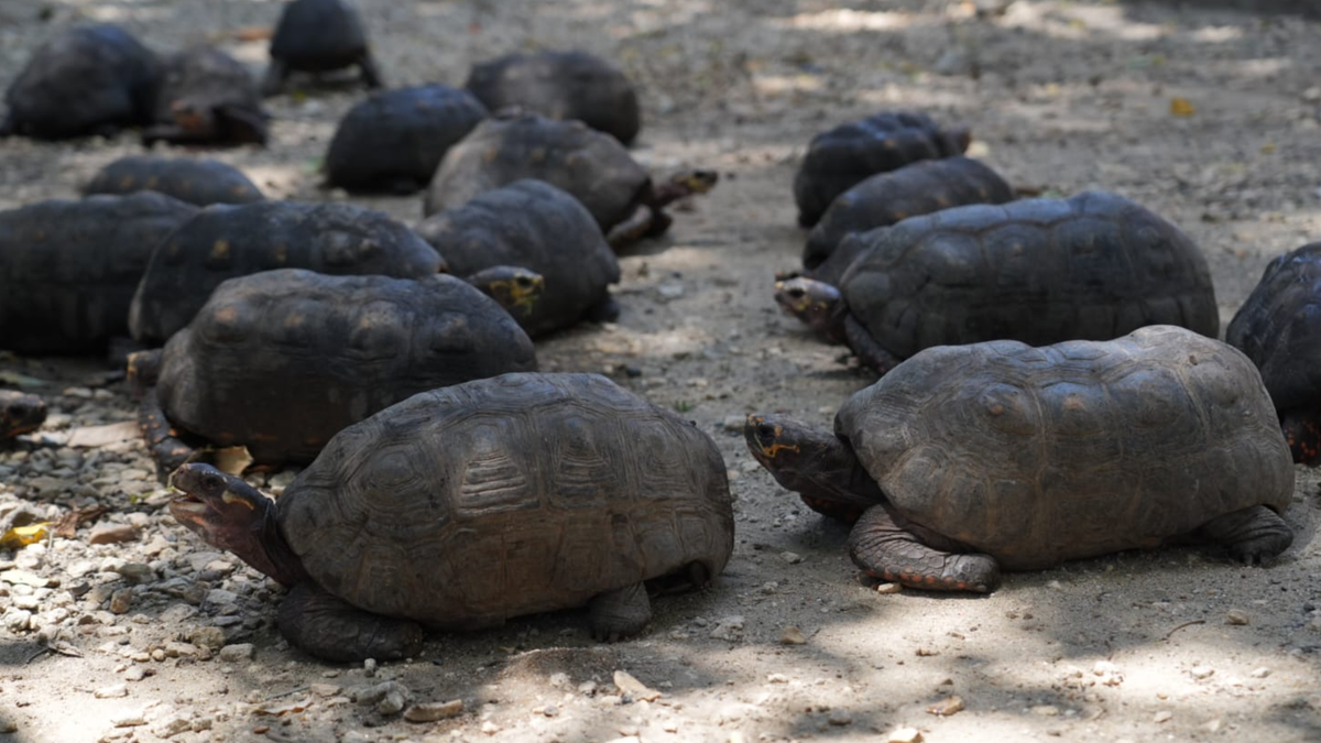 Tortugas rescatadas del tráfico ilegal de fauna silvestre.