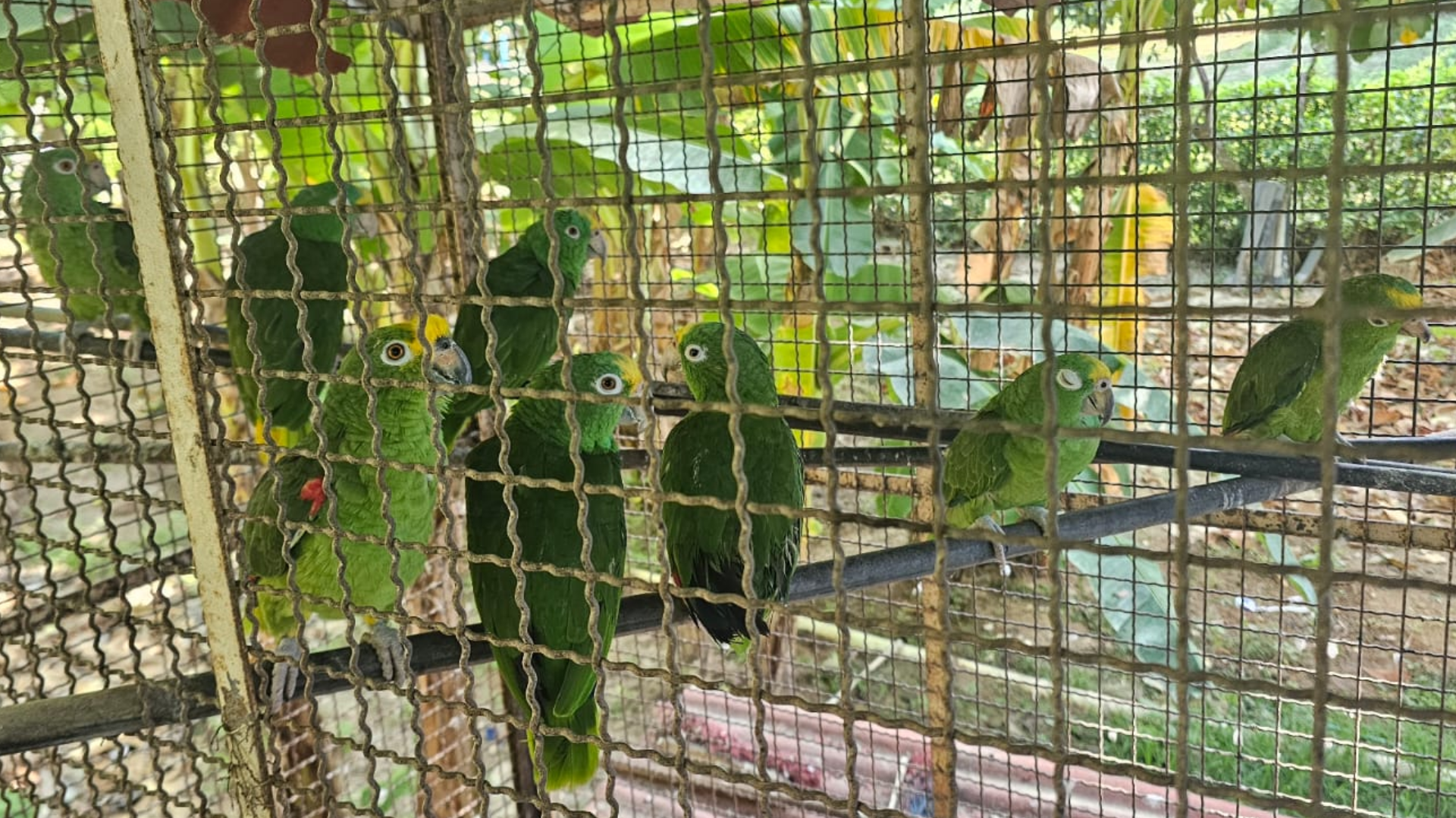 Loros rescatados de la fauna silvestre.
