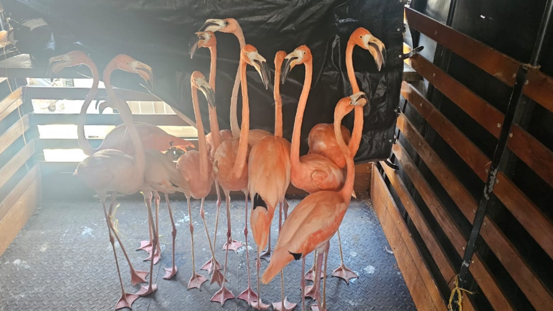 Flamingos rescatados del tráfico ilegal de fauna silvestre.
