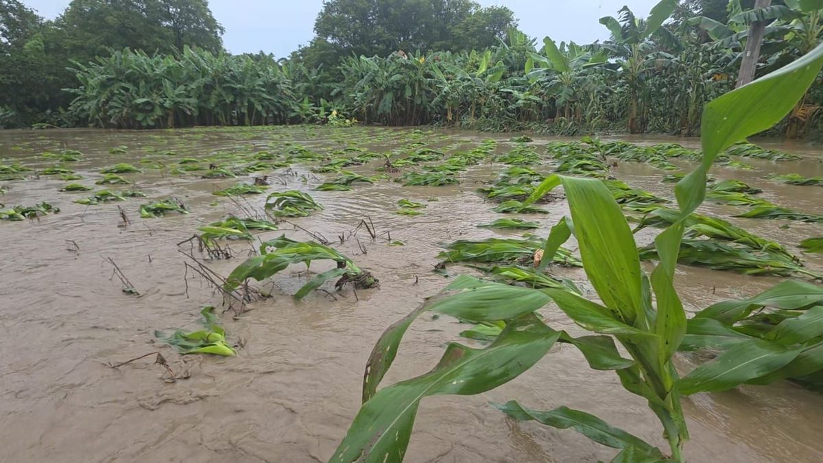 Entre los cultivos impactados se encuentran arroz, plátano, yuca, cacao, maíz, patilla, caña, café, cítricos, pastos y otros productos agrícolas.