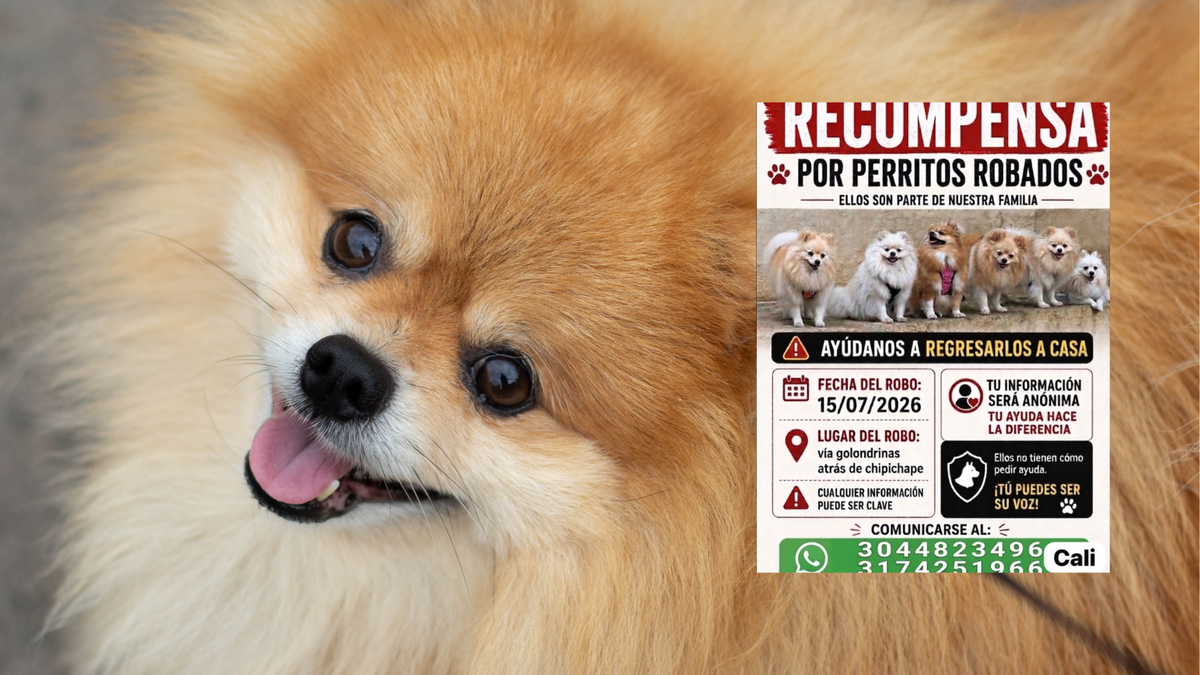 Hay preocupación por el robo de cinco perros de raza pomeranian en Cali.