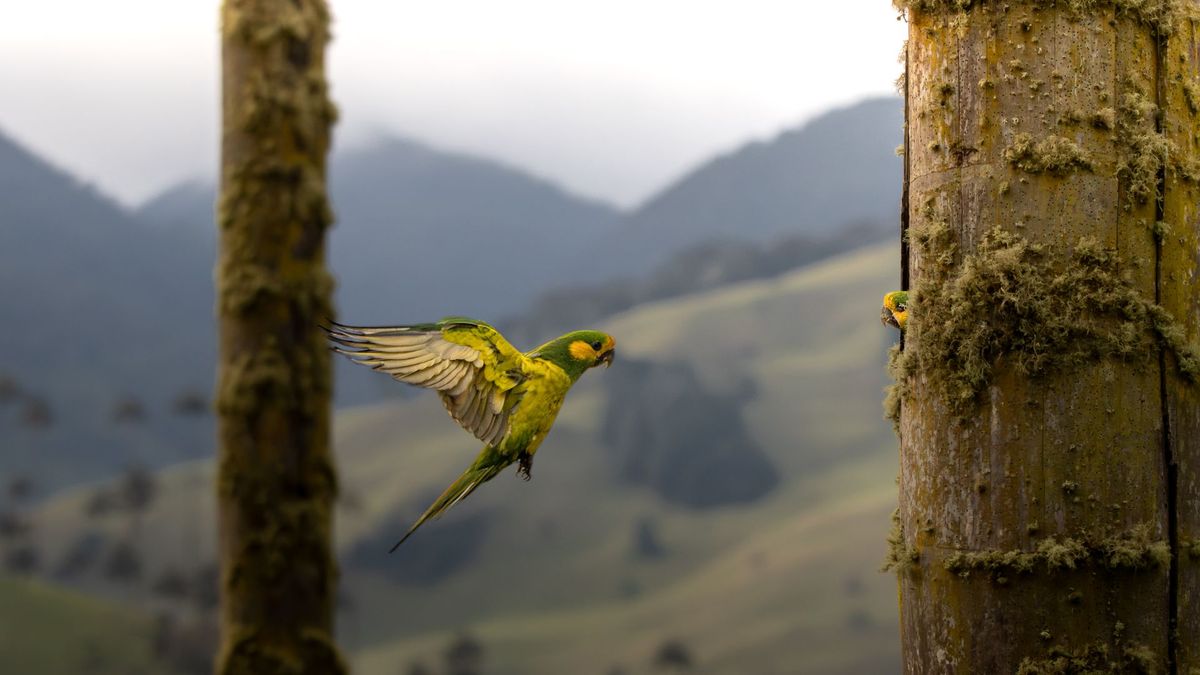 Avanza la reproducción en Colombia del Loro Orejiamarillo, especie que casi estuvo extinta por las acciones del hombre