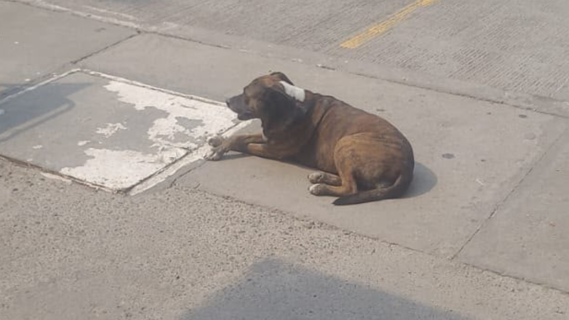 Garma, perrito que murió en el atentado en Cúcuta.